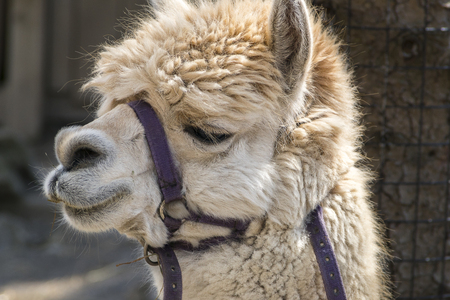 Head shot of an alpaca at the zooの写真素材