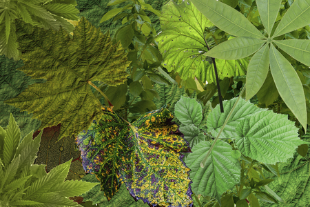 Summer Leaves