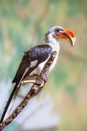 Full Profile Shot of a Hornbill Perching on a Branchの写真素材