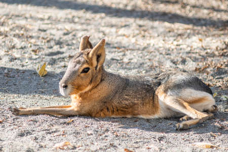 Patagonian Cavy Resting in a Sanctuaryの写真素材