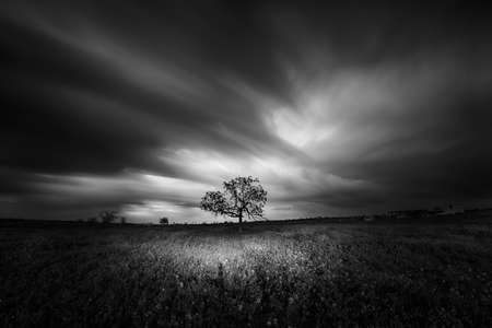 Lonely tree in the middle of the sad grassの写真素材