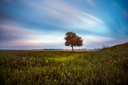 Beautiful tree lonely among the grasses with beautiful clouds in long exposureの写真素材
