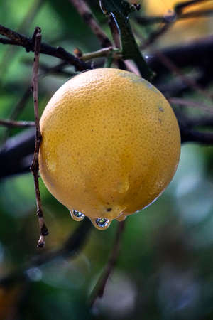 orange under rain