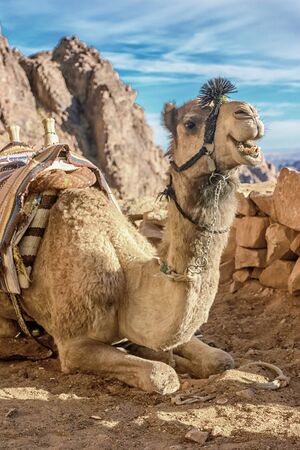 a trip to sinai desertの写真素材