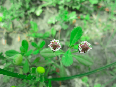 Small gray white flawer, green leafの写真素材