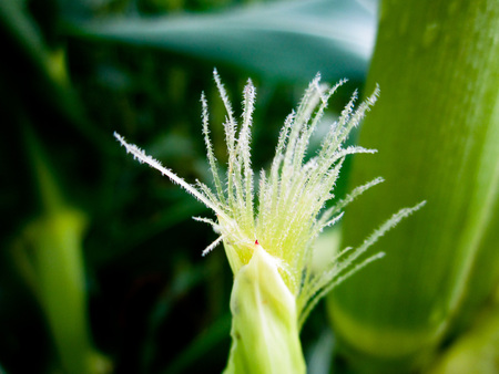 Corn Flower Wallpaperの写真素材