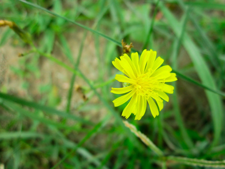 Amazing yellow flower wallpaperの写真素材
