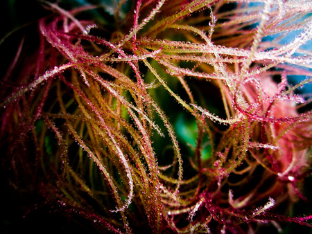 Red Corn Flowerの写真素材