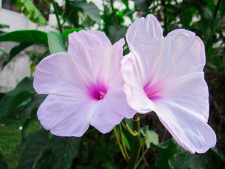 Pink Flowerの写真素材