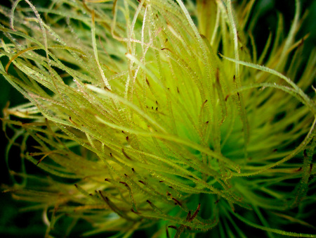 Amazing corn flower