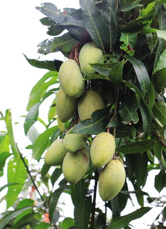Mango Fruit On Mango Tree. Beautiful Green Mango Bunchの写真素材