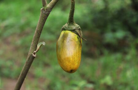 Yellow Aubergines On The Tree In The Gardenの写真素材