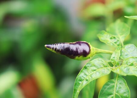 Black and green chilies growing in a vegetable garden