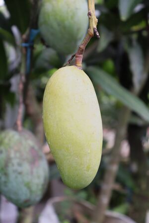 Yellow Mango. Beautiful Yellow Mango On Treeの写真素材