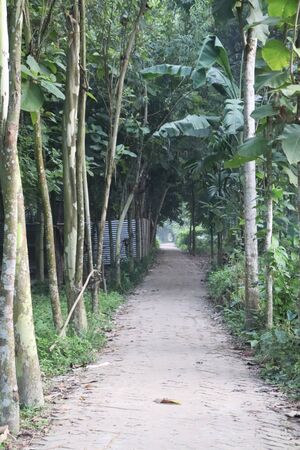 Village Road. Beautiful Village Road in Bangladeshの写真素材