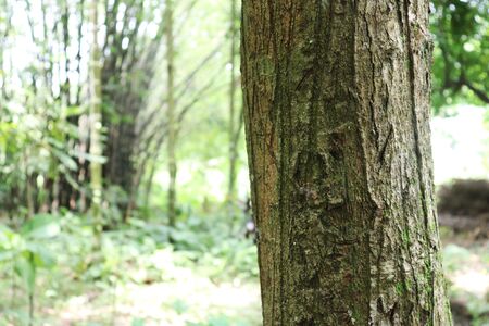 Tree bark texture background. Brown bark of a treeの写真素材