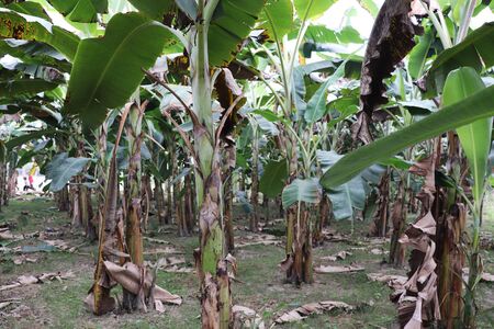 Banana Garden. Lots of green banana treesの写真素材