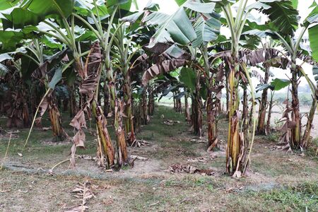 Banana Garden. Lots of green banana treesの写真素材