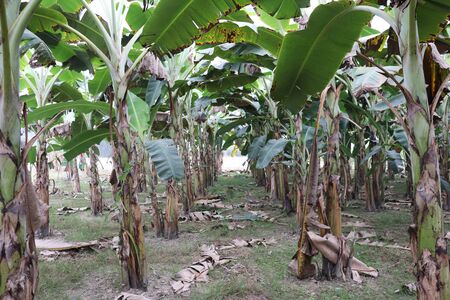 Banana Garden. Lots of green banana treesの写真素材