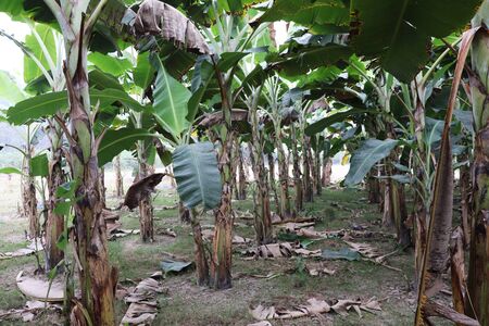 Banana Garden. Plantation of green banana trees on summerの写真素材