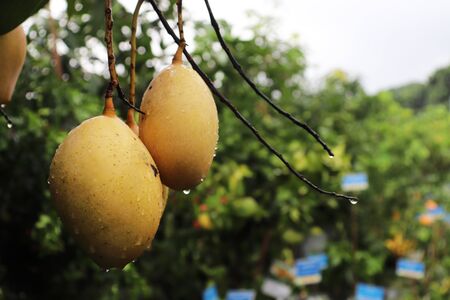 Isolated Close-up Green Mango tree with rain dropの写真素材