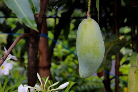 Green Mango Fruit on Mango Tree. Beautiful Green Mangoの写真素材