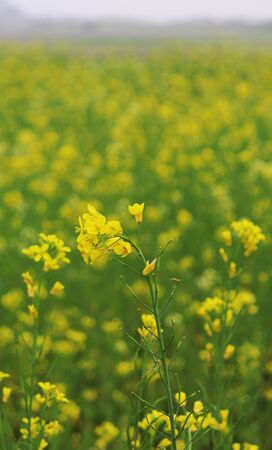 Lots of yellow mustard flower in the fieldsの写真素材