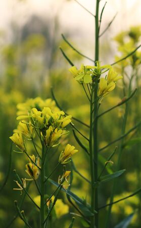 Mustard flower. Beautiful yellow mustard flower in the fields