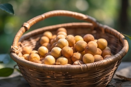 Fresh Longan fruit in a basketの素材