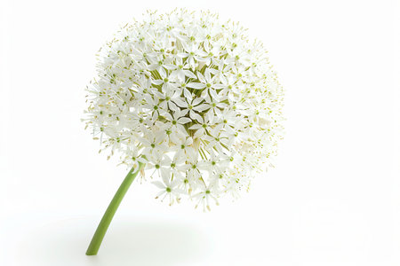 White allium flower on white backgroundの素材