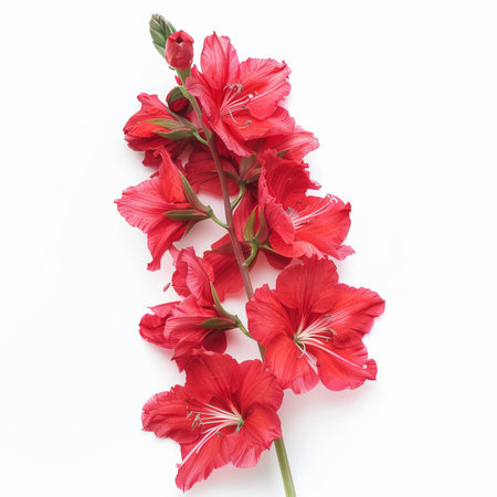 Red Delphinium Isolated on White Background. Beautiful Delphinium Flowerの素材