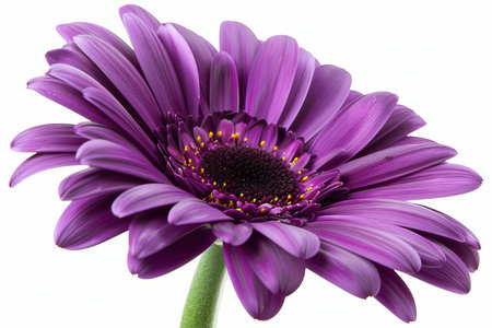 Purple Gerbera Daisy Isolated on White Background. Beautiful Gerbera Daisy Flowerの素材