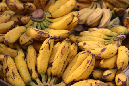Lots of yellow bananas, fresh healthy foodの写真素材