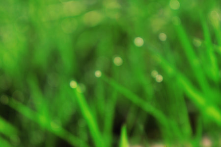 Green grass bokeh abstract background. Natural green grass texture.