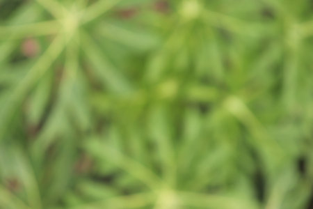 Soft focus shot featuring Lupinus polyphyllus plants with vibrant green hues creating an abstract background. Botanical themed.の写真素材