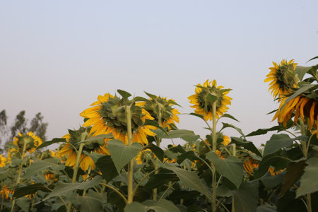 Captures multiple sunflowers with large green leaves and stems, showing their back view in a field against a light sky.の写真素材