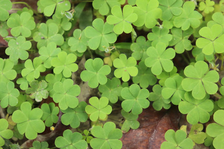 Detailed view showcases lush green clover leaves. The image captures the beauty of nature's patterns, symbolizing growth, luck, and the freshness of spring.の写真素材