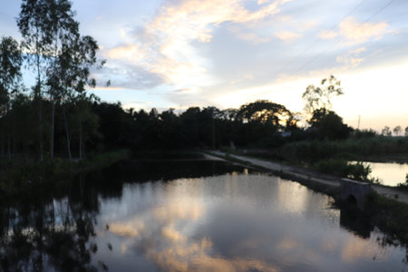 Scenic view of a tranquil pond reflecting the sky, complemented by silhouette trees, water channels, and soft light. Focus on the serene natural setting.の写真素材