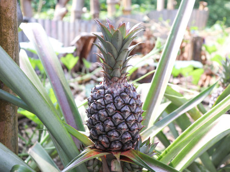 Close-up captures pineapple growth, showcasing green leaves and plant textures in a field garden. Focus on the pineapple's natural growth.の写真素材