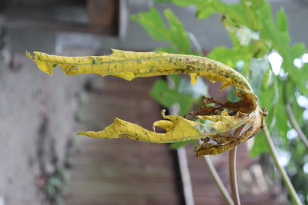 Close up shot of wilting papaya leaf. Leaf is yellowed, has holes, spots, and is curling. Other leaves are present. Outdoor natural light.の写真素材