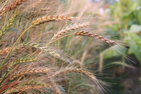 Detailed view of ripening wheat stalks. Close up shows grains ready for harvest in a field. Golden and green hues.の写真素材