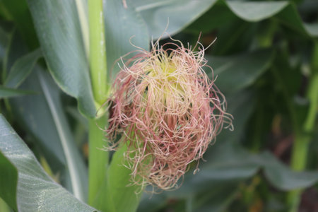 Captivating close-up showcases delicate corn silk on the cob, surrounded by vibrant green husk and leaves in a softly blurred natural setting.の写真素材