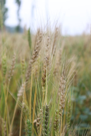 Wheat field featuring ripe stalks in foreground with green blades, showcasing detailed grain textures against a soft, blurred backdrop.の写真素材