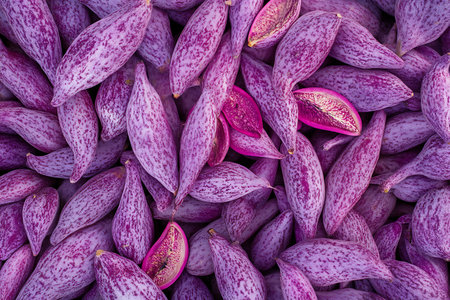 Captivating close-up showcasing a large pile of pink milkweed pods, some open and vibrant pink, revealing their seeds. Detailed pattern visible on the pod exteriors.の素材