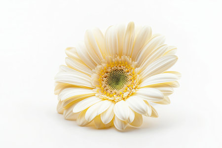 White Daisy Isolated on White Background. Beautiful Daisy Flowerの素材