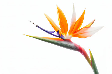Bird of Paradise Isolated on White Background. Beautiful Bird of Paradise Flowerの素材