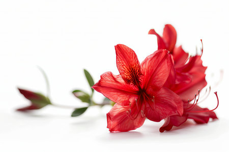 Red Azalea Flower Isolated on White Backgroundの素材