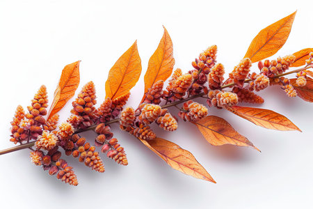 Orange Amaranthus Flower Isolated on White Backgroundの素材