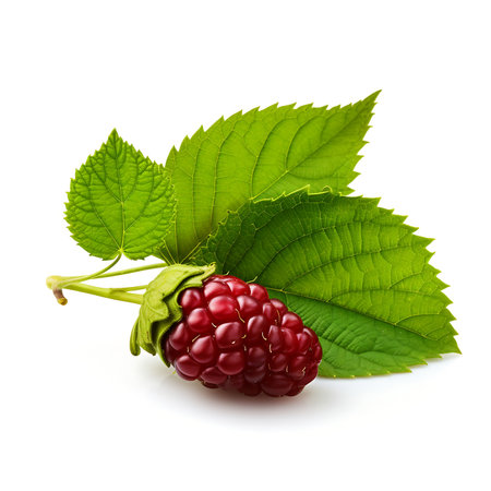 Mulberry with leaf on white background, Fresh Mulberryの素材