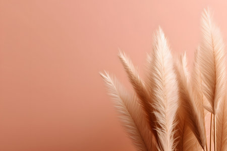 White fluffy pampas grass backgroundの素材